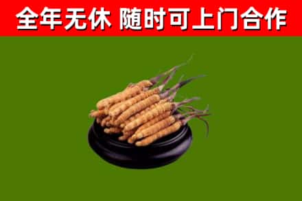 仪征市烟酒回收冬虫夏草.jpg
